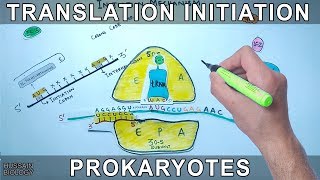 Translation Initiation in Prokaryotes [upl. by Oirramaj867]