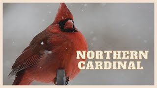 Listen to a special northern cardinal call [upl. by Retsam]