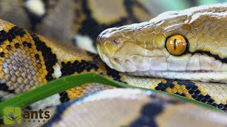 I Found A Reticulated Python Worlds Longest Snake In My Yard [upl. by Beall429]