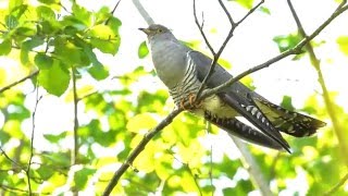 Common cuckoo Cuculus canorus [upl. by Shell]