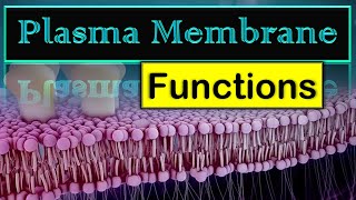 Plasma Membrane  Functions in Detailppt [upl. by Yanat]