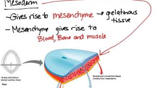 Embryonic Tissues [upl. by Leinaj]