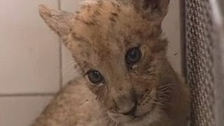 Tigon Ultrarare tigerlion hybrid born at Chinas Yancheng Wildlife Park [upl. by Laws]