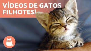 Vídeos de GATOS FILHOTES 😻 Gatos fofos e engraçados [upl. by Ephram194]