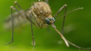 Mosquito Life Cycle  UHD 4K [upl. by Pfosi]