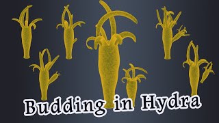 Budding in Hydra [upl. by Whitcomb]