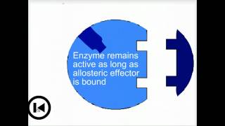 Enzymes amp allosteric regulation  Biofundamentals [upl. by Zulaledairam]