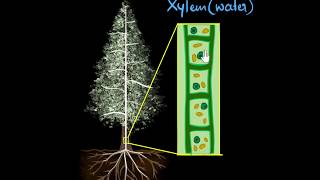 Xylem amp transpiration  Life processes  Biology  Khan Academy [upl. by Marilou242]