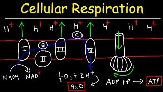 Cellular Respiration [upl. by Ecnerewal10]