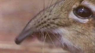 the elephant shrew [upl. by Arikahc]