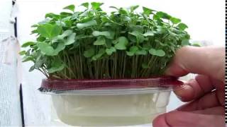 DIY Hydroponic MicroGreens Planter [upl. by Llerral]