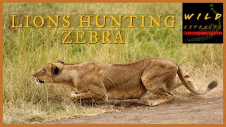 Lions Hunting Zebras  Wild Extracts  Nairobi National Park [upl. by Rheims]