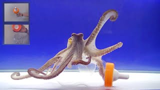 Octopus Intelligence Experiment Takes an Unexpected Turn [upl. by Anih697]