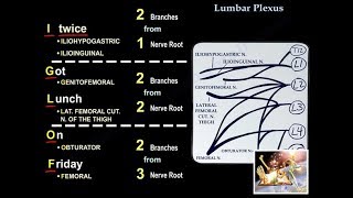 Lumbar Plexus  Everything You Need To Know  Dr Nabil Ebraheim [upl. by Atig]