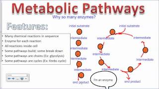 Allosteric Enzyme Inhibition IB Biology [upl. by Can538]