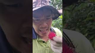 JUST THE TIP PART 4 HOW TO EAT RAMBUTAN BY HOEYFARMER [upl. by Lonnard]