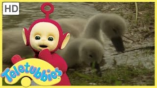 Teletubbies Full Episodes  Cygnets  Teletubbies English Episodes [upl. by Kuo871]