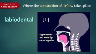 Introduction to Articulatory Phonetics Consonants [upl. by Rauscher]