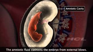 HCL Learning  Embryonic Development in Humans [upl. by Mooney]