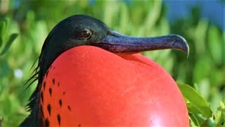 Bizarre Mating Ritual Of The Frigatebird  Wild Caribbean  BBC Earth [upl. by Aniakudo]