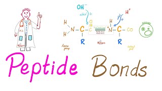 Peptides and Peptide Bonds  Amino Acids Dipeptides Oligopeptides Polypeptides  Biochemistry [upl. by Swanhildas]