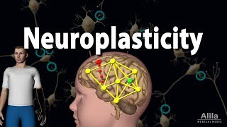 Neuroplasticity Animation [upl. by Jauch]