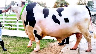 Holstein x Sahiwal bull from Bangladesh [upl. by Notsuj]