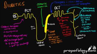 Diuretics in 3 Minutes Pharmacology [upl. by Shirlene109]