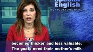 Do It Yourself Raising Angora Goats [upl. by Bassett]