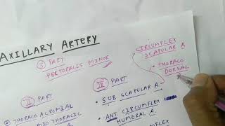 Axillary Artery Branches  Upper Limb Anatomy  TCML [upl. by Lein]