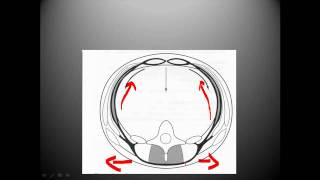 Thoracolumbar fascia biomechanics [upl. by Ymorej302]