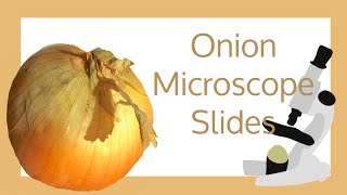 Onion Cell Microscope Slide Experiment [upl. by Ledarf]