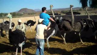 Ostrich Riding in Oudtshoorn South Africa [upl. by Rochell790]