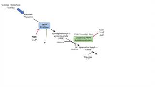 Purine Synthesis and Salvage Pathway [upl. by Iel]