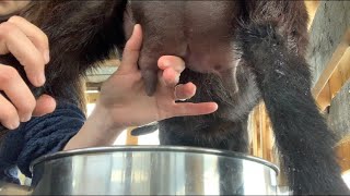 How to Milk a Goat  Nigerian Dwarf Goats [upl. by Ahsino]