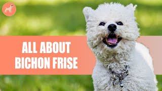 Bichon Frise Everything You need to know [upl. by Alodee]