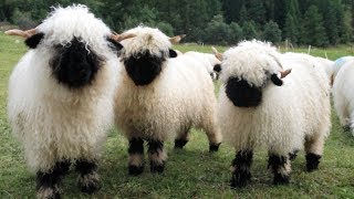 Valais Blacknose Sheep  World’s Cutest Sheep [upl. by Lurlene481]