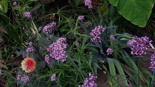 Growing Verbena Bonariensis [upl. by Skyler]