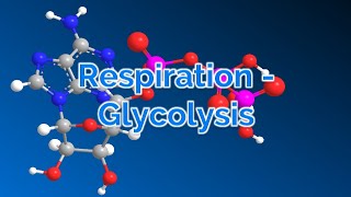 A Level Biology  Bioenergetics  Glycolysis [upl. by Urania]