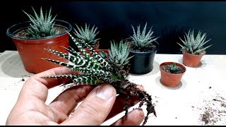 How to grow Zebra Plant Haworthia from cutting [upl. by Elleb]