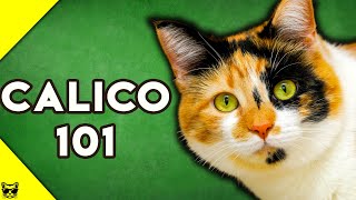 Calico Cats 101  Everything You Need To Know About Calico Cats [upl. by Aronow512]