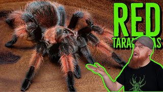 Top 10 RED Tarantulas that YOU NEED [upl. by Cost106]