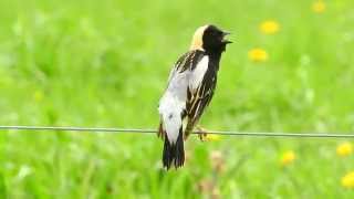 Bobolink Singing [upl. by Worl]