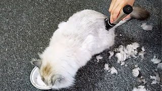 How to Shave a Long Haired Cat at Home [upl. by Alrahc]