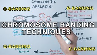 Chromosome Banding Techniques [upl. by Yaral237]