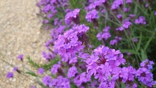 Why you should grow Verbena rigida [upl. by Auhs]