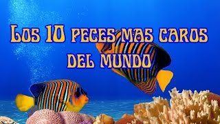 Los 10 peces mas caros del mundo [upl. by Bollay499]