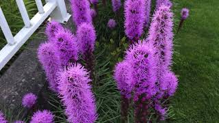 In Blooms Gay Feathers Blazing Star Liatris Spicata  July 15 [upl. by Ayala]