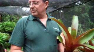 Bromeliad Plant Care  Paradise Distributors Tip of the Week [upl. by Etnasa]