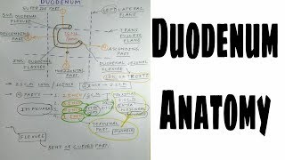 Duodenum Anatomy  1  Gastrointestinal Tract  TCML Anatomy [upl. by Nomde]